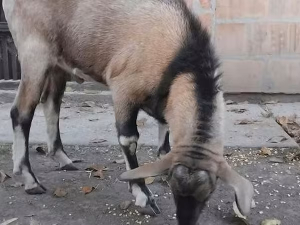 Bode, Nubian Goat
