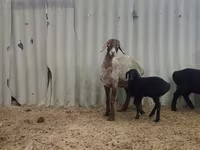 Qoyun, Arashan sheep — foto 5