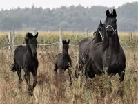 Kůň, Dutch warmblood horse — foto 6