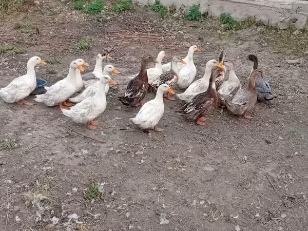 Ducks