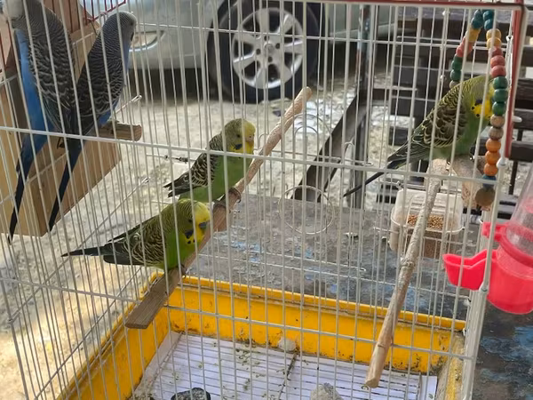 Bülbül (nimfa) deyil, dalğaquşu (budgerigar) qəfəsi və quşlar -