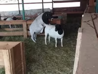 Widder, Dorper sheep — Foto 4