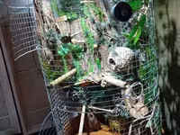 Unikal şaquli terrarium/volyer – dekorativ ağac gövdəsi və təbii — фото 4