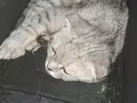 Qapalı meshli pişik daşıma çantası - Kiçik və orta ölçülü pişiklər — Foto 1