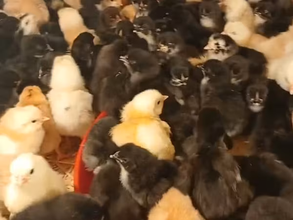 Australorp — Aserbaidschan