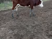 İnək, Simmental cattle — foto 1