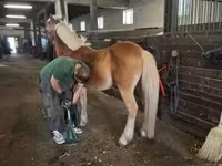 Aygʻir, Haflinger — 3-rasm
