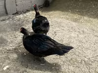 Ducks — photo 2