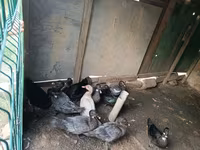 Ducks — 照片 2