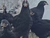 Chickens — الصورة 8