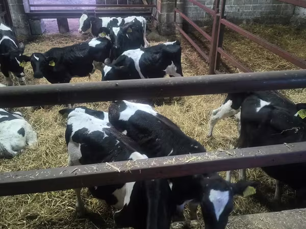 Bulle, Russian Black pied cattle