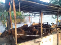 Carnero, Ovejas — foto 5