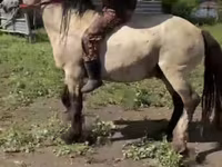 Horse (M), Horses — photo 3