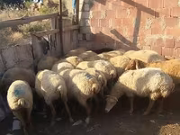 Qoç, Qoyunlar — foto 2