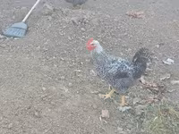 Chickens — foto 3