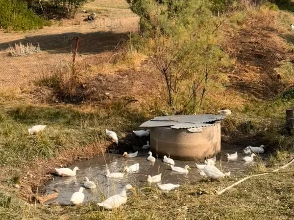 Ducks