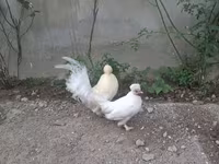 日本矮脚鸡 — 照片 1
