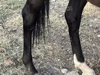 母马, Horses — 照片 3