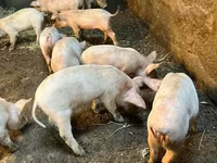 Sow, Pigs — photo 3