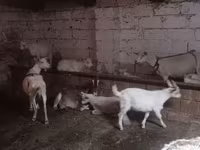 Goat, Goats — photo 5