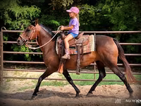母马, Quarter Horse — 照片 3