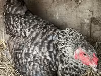 Chickens — फ़ोटो 2