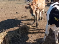 İnək, Simmental cattle — foto 3