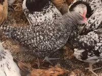 Chickens — Foto 2