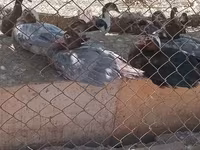 Domestic Muscovy — photo 1
