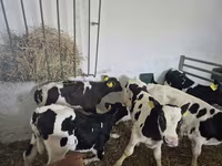 Býk, Russian Black pied cattle — foto 4