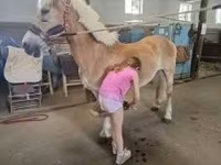 घोड़ा, Haflinger — फ़ोटो 7