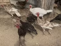 Turkeys — 照片 2
