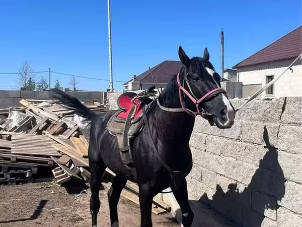 Koń, Kazakh horse