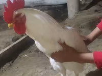 Chickens — الصورة 1