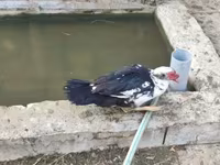 Ducks — foto 1