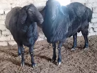 Widder, Edilbay sheep — Foto 2