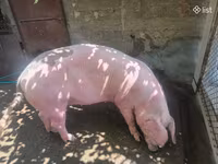 Säue, Schweine — Foto 6