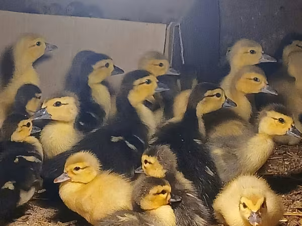 Ducks — Azerbaijan