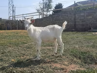 Keçi, Saanen goat — foto 3