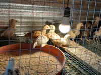 Chickens — Foto 5
