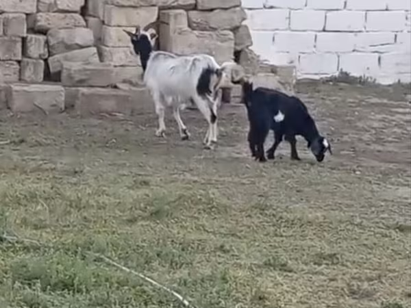 Goat, Goats — Azerbaijan