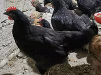 Chickens — photo 6