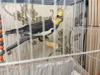 Məhsul: Nimfa (cockatiel) cütü və qəfəs dəsti Dişi ve Erkek, disi 6 — الصورة 4