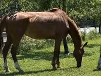 Kůň, Hungarian horse breed — foto 1