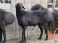 Qoç, Qoyunlar — foto 2