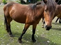 Égua, Međimurje horse — foto 6