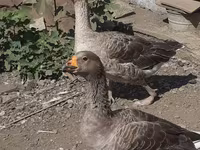 Geese — photo 5