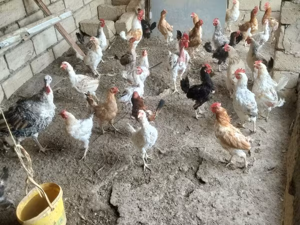 Chickens