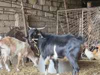 Billy Goat, Goats — photo 1