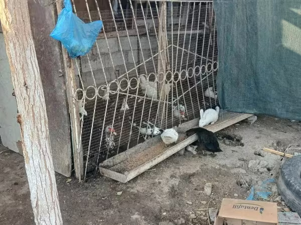 Chickens